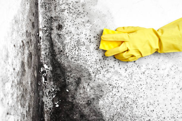 Professional Mold Removal in Cowan, TN