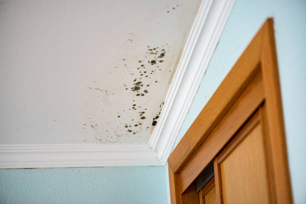 Best Local Mold Removal Service  in Cowan, TN