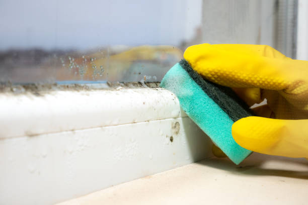 Best Black Mold Removal  in Cowan, TN