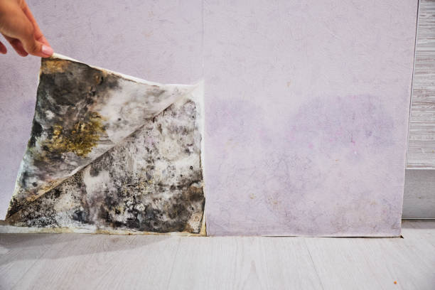 Best Toxic Mold Removal  in Cowan, TN